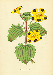 Постер Mimulus Smithii