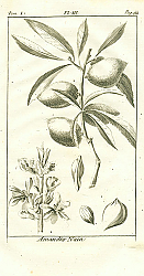 Постер Amandier Nain