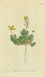 Постер Curtis Ботаника №62