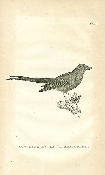 Coccothraustes Quadricolor