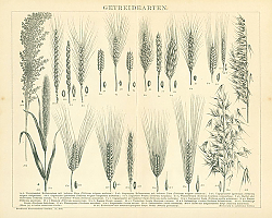 Постер Getreidearten