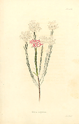 Постер Erica Calycina 1