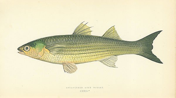 Long-finned Grey Mullet