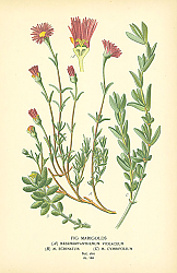 Постер Fig Marigolds 1