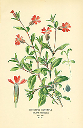 Постер Drooping Catchfly (Silene Pendula) 1 Постер Drooping Catchfly (Silene Pendula) 1