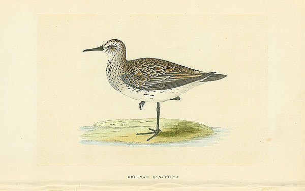 Schinzs Sandpiper