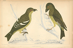 Постер Birds 9