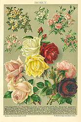 Постер Rosen 1