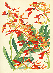 Постер Renanthera Coccinea 2