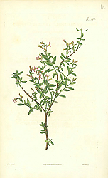 Постер Curtis Ботаника №44