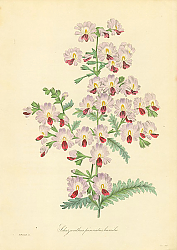Постер Schizanthus Pinnatus Humilis