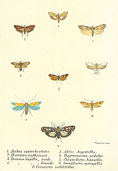 Постер Atychia appendiculata