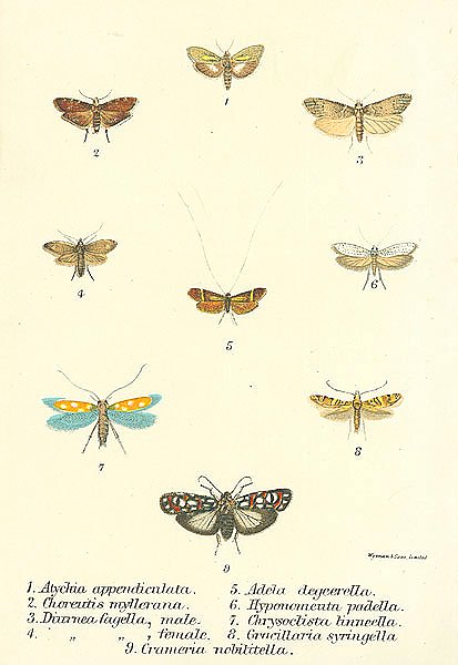 Atychia appendiculata