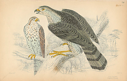 Постер Gos Hawk 1