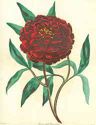 Постер Paeonia edulis Reevesiana 1