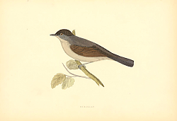 Постер Blackap 1