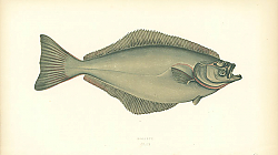 Постер Holibut 1