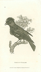 Постер Crimson Roller