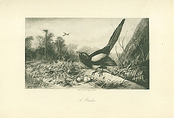 Постер A Poacher