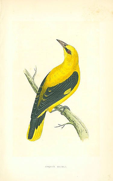 Golden Oriole 1