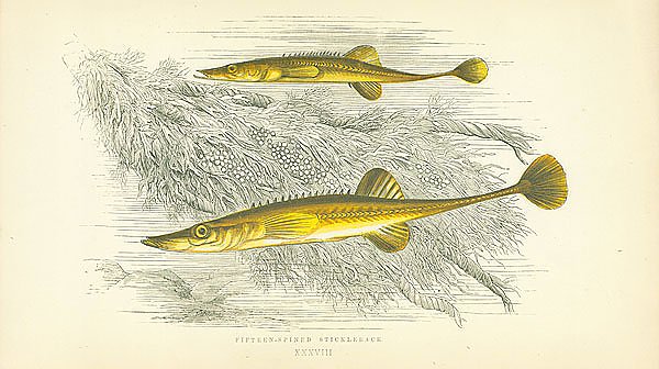 Fifteen-spined Stickleback