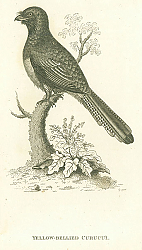 Постер Yellow-bellied Curucui