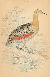 Постер Crypturus Rufescens 1