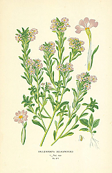 Постер Zaluzianskya Selaginoides 1