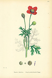 Постер Papaver Hybridum. Round-prickly-headed Poppy. Постер Papaver Hybridum. Round-prickly-headed Poppy.
