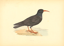 Постер Chough 1