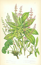 Постер Common Sorrel, Sheep's, Kidney-Shaped Mountain, Spurge Laurel 1