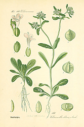 Постер Valerianaceae, Valerianellaolitoria Mnch 1 Постер Valerianaceae, Valerianellaolitoria Mnch 1