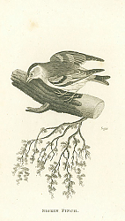 Постер Siskin Finch