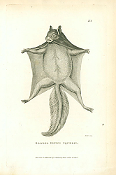 Постер Hooded Flying Squirrel