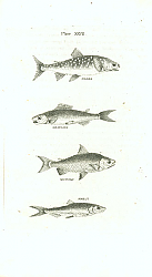 Постер Charr, Grayling, Gwiniad, Smelt