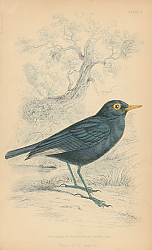 Постер Spectacle or White-winged Water-chat 1 Постер Spectacle or White-winged Water-chat 1