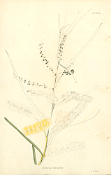 Постер Acacia Linearis 1