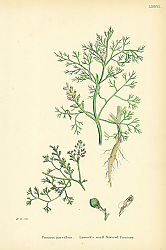 Постер Fumaria Parviflora. Lamarks Small Flowered Fumitory. Постер Fumaria Parviflora. Lamarks Small Flowered Fumitory.