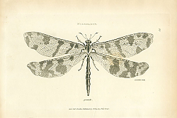 Постер Myrmeleon