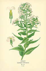 Постер Rocket (Hesperis Matronalis) 1
