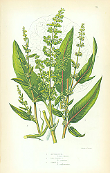 Постер Alpine Dock, Red Veined, Sharp 1