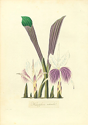 Постер Kaempferia Rotunda