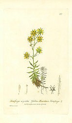 Постер Saxifraga aizoides. Yellow Mountain Saxifrage