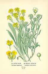 Постер Gold Dust, Sweet Alyssum 1