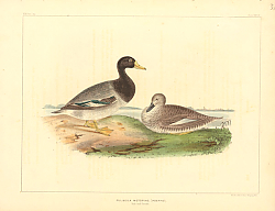 Постер Fuligula Metopias 1