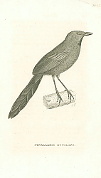 Постер Synallaxis Rutilans