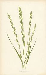 Постер Festuca Elatior 1