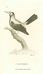 Постер Bald Grakle