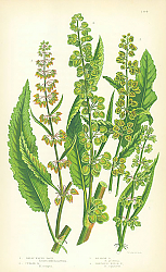 Постер Great Water Dock, Curled, Meadow, Grainless Water 1