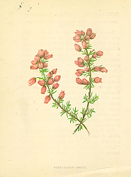 Постер Fine-leaved Heath 1